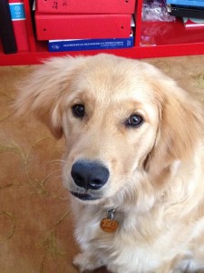 Jenn's Golden Retriever puppy, Timmy